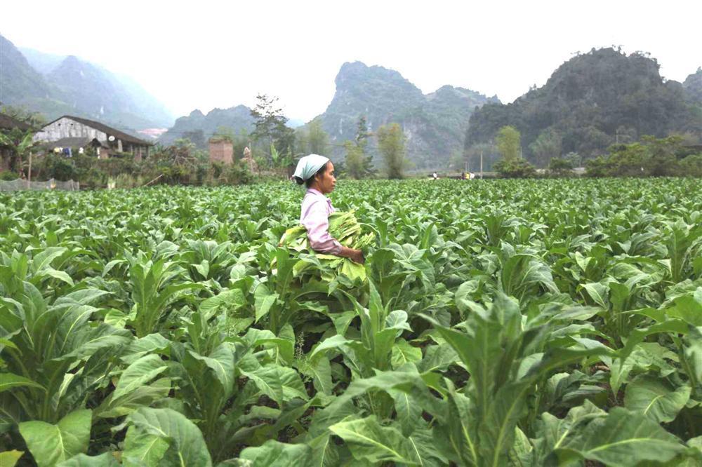 Lá thuốc tại vùng nguyên liệu Thông Nông