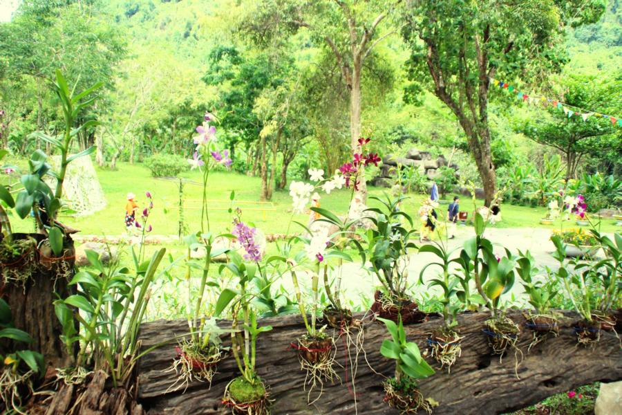 Khai trương vườn hoa lan ở Công viên Du lịch Yang Bay