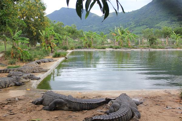 Trại Cá sấu Khatoco đáp ứng được tiêu chuẩn chăn nuôi tất cả các loài cá sấu trên toàn thế giới