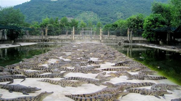 Khám phá hơn 66 về mô hình nuôi cá sấu hiệu quả hay nhất  Tin học Đông Hòa